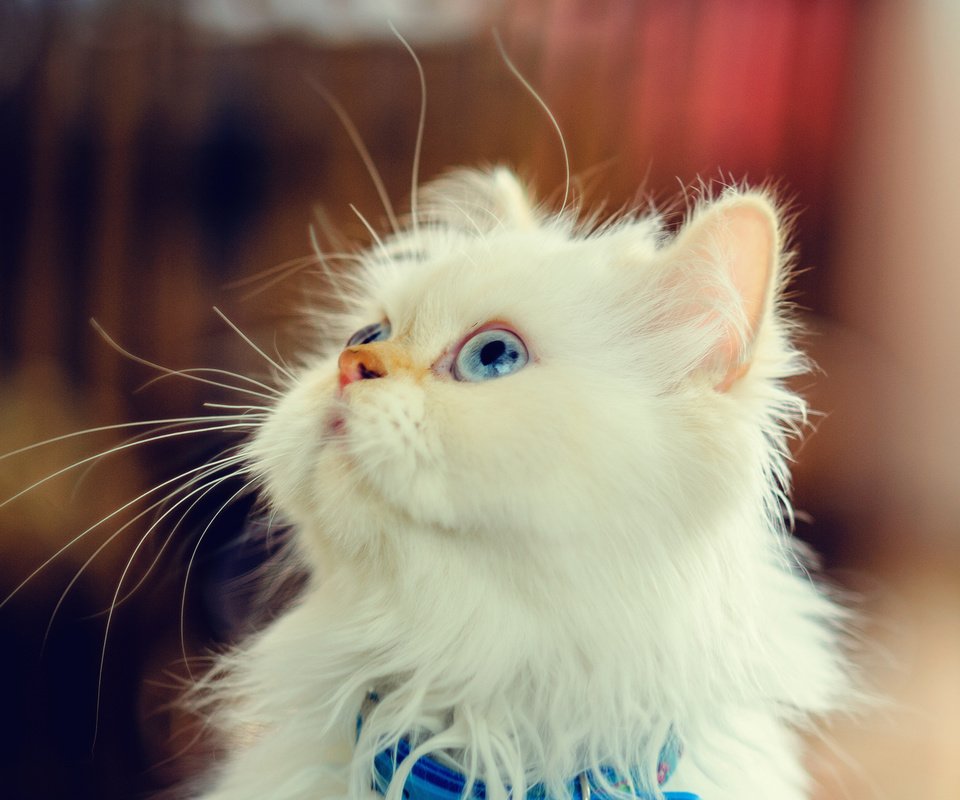 Обои мордочка, взгляд, котенок, пушистый, белый, muzzle, look, kitty, fluffy, white разрешение 1980x1320 Загрузить