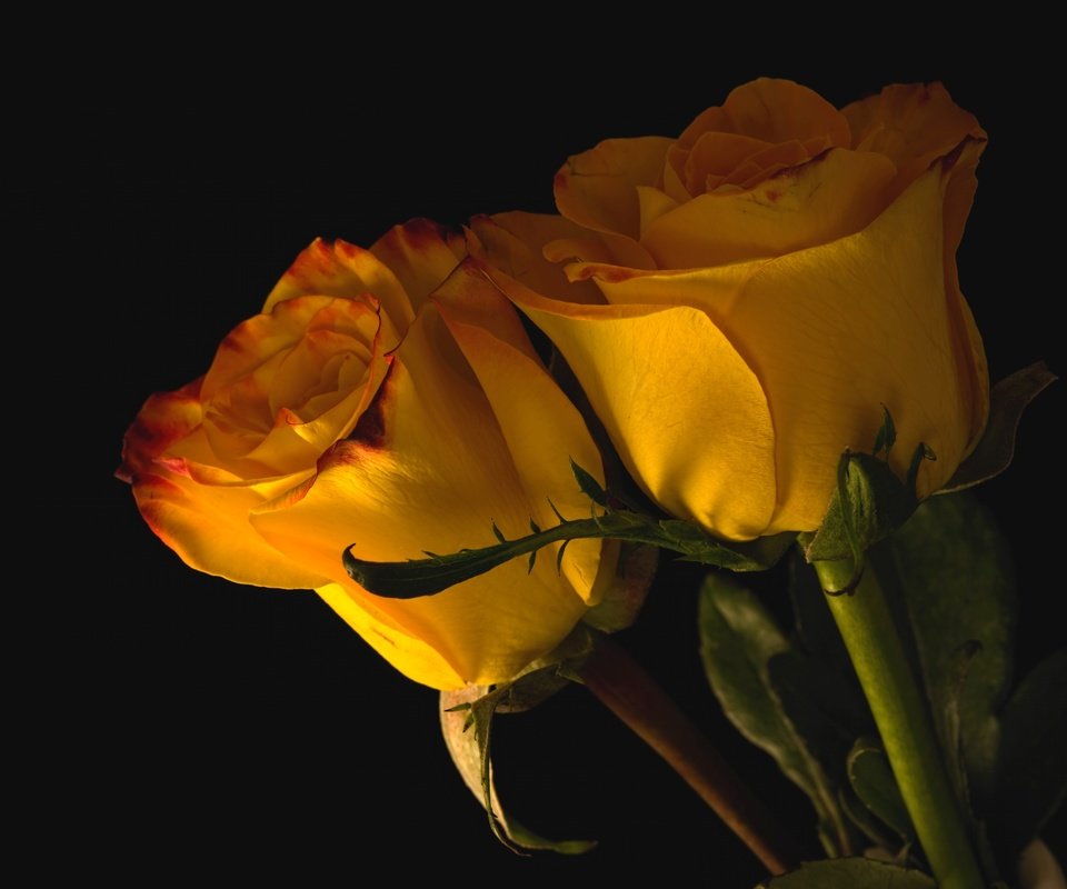 Обои бутоны, розы, пара, желтые, buds, roses, pair, yellow разрешение 3000x2002 Загрузить