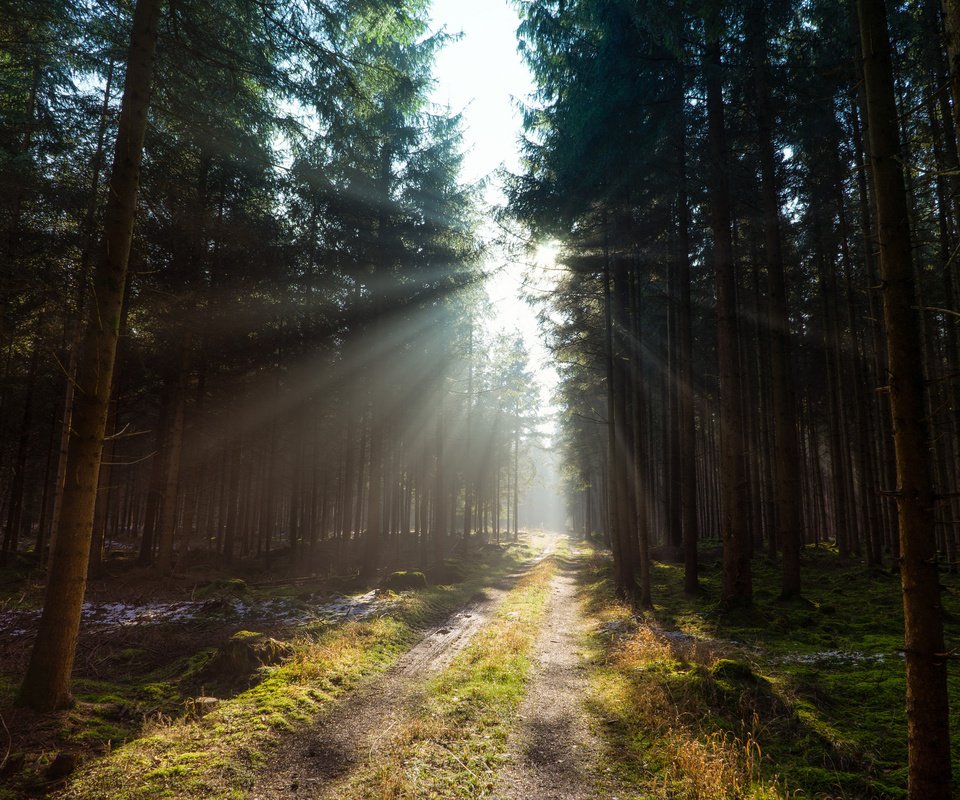 Обои дорога, деревья, лес, солнечный свет, road, trees, forest, sunlight разрешение 2048x1365 Загрузить