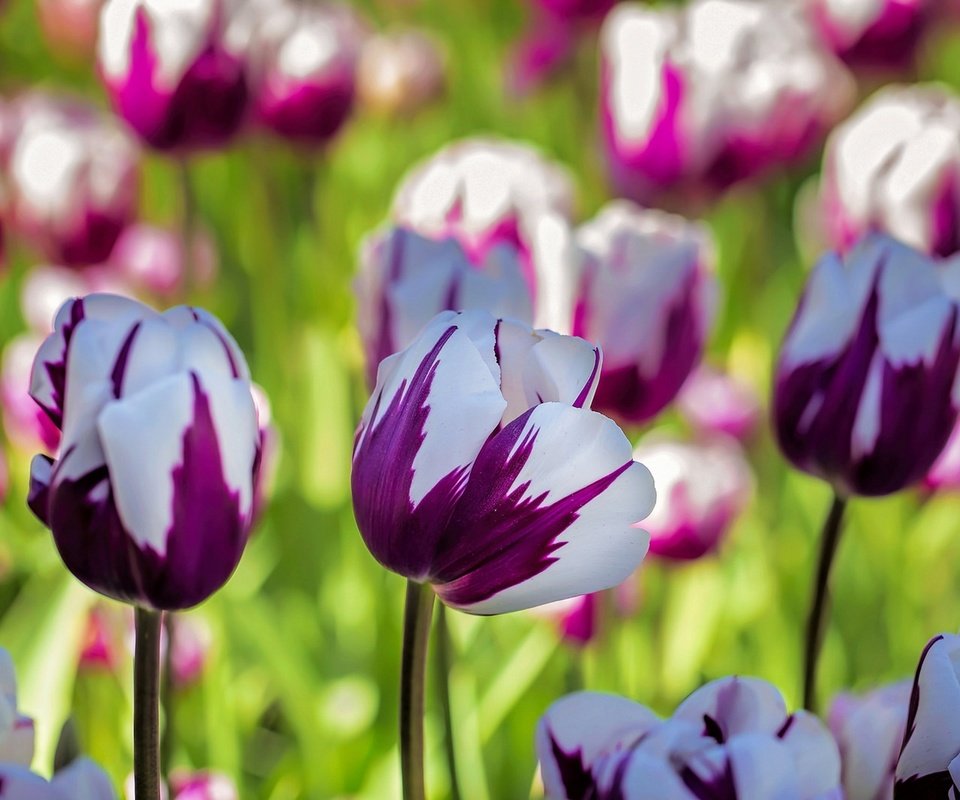 Обои макро, тюльпаны, пестрый, macro, tulips, motley разрешение 1920x1279 Загрузить