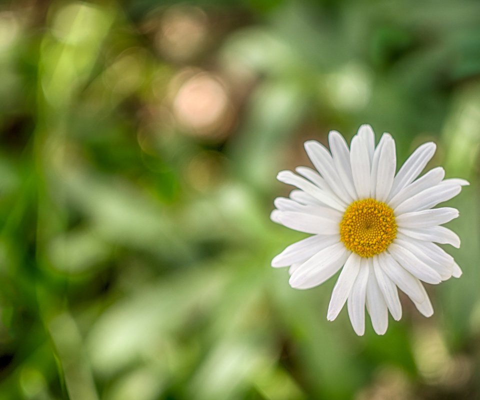 Обои макро, ромашка, боке, macro, daisy, bokeh разрешение 2048x1317 Загрузить