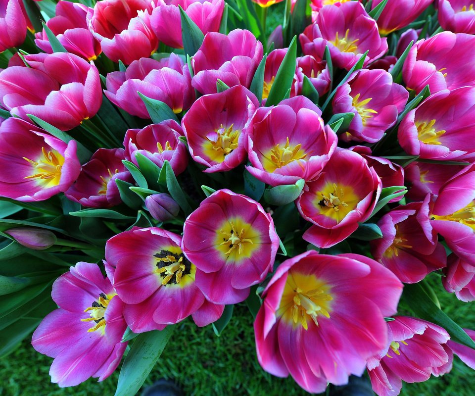Обои цветы, бутоны, лепестки, весна, тюльпаны, flowers, buds, petals, spring, tulips разрешение 2560x1600 Загрузить