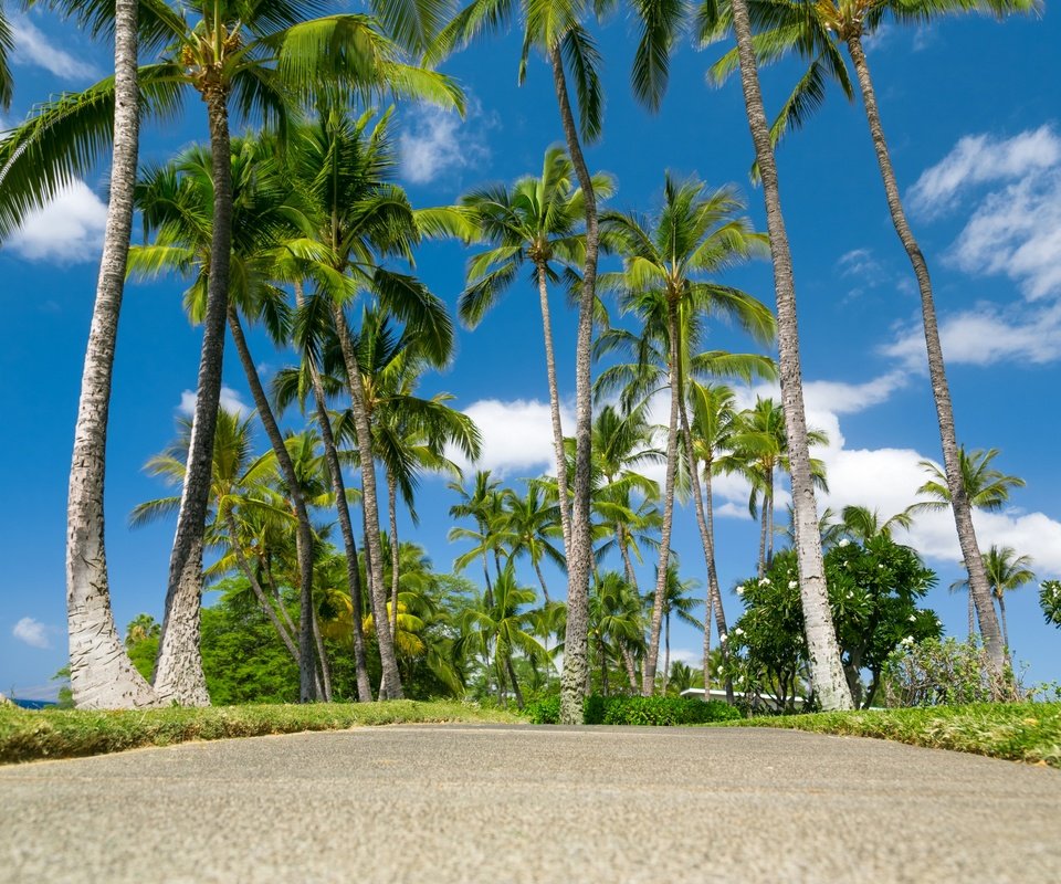 Обои небо, облака, море, пальмы, тропики, гавайи, the sky, clouds, sea, palm trees, tropics, hawaii разрешение 2880x1920 Загрузить
