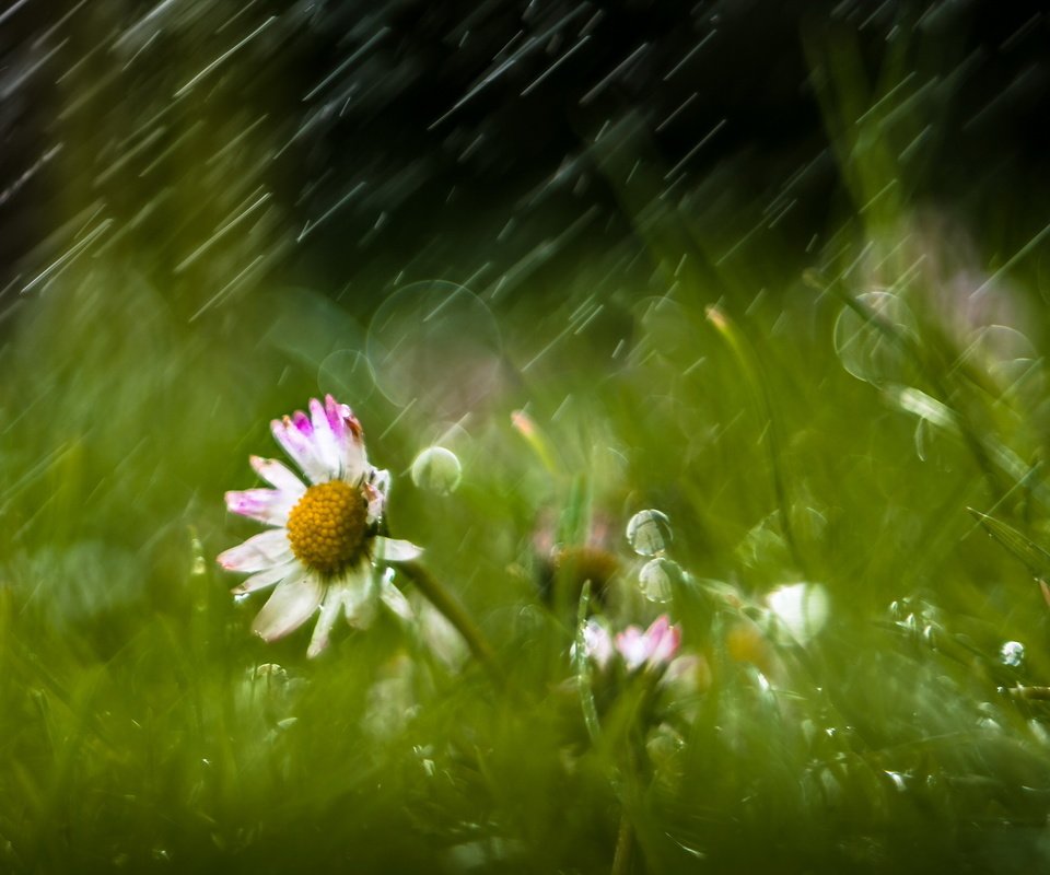Обои цветы, трава, природа, дождь, ромашки, flowers, grass, nature, rain, chamomile разрешение 2560x1709 Загрузить