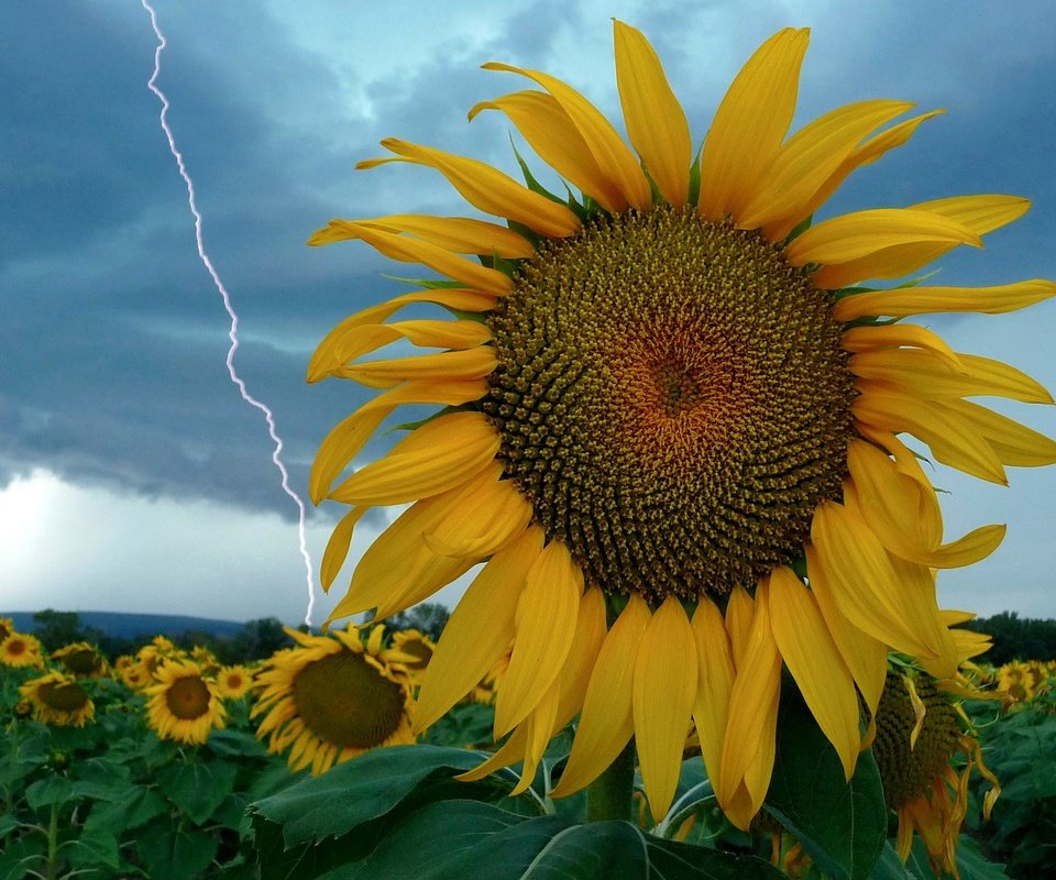 Обои небо, цветы, молния, поле, подсолнух, the sky, flowers, lightning, field, sunflower разрешение 2784x2088 Загрузить