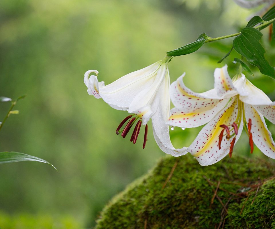 Обои цветы, макро, лепестки, мох, лилии, flowers, macro, petals, moss, lily разрешение 1920x1200 Загрузить