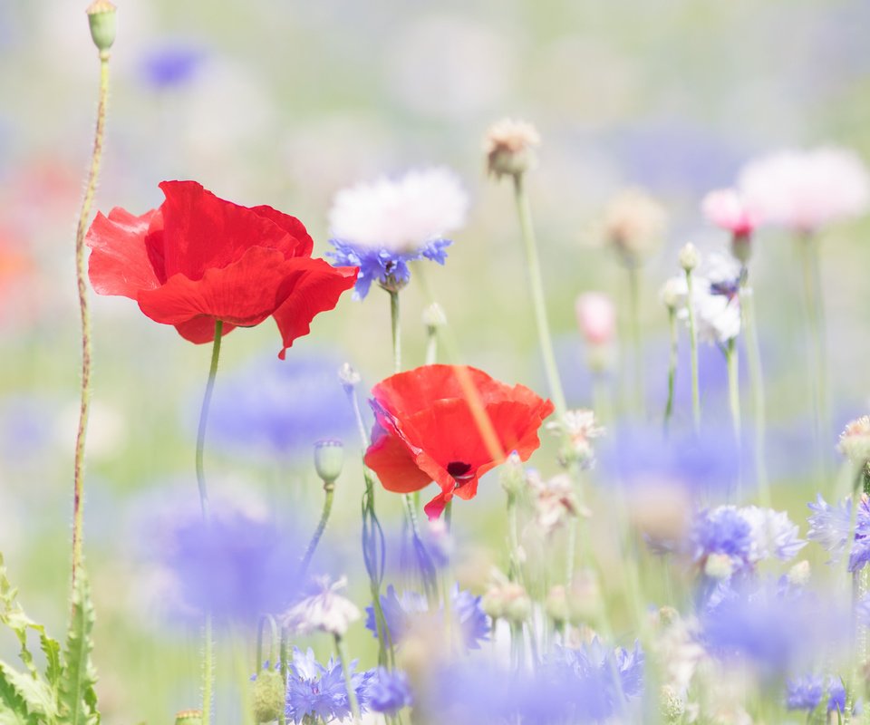 Обои цветы, лето, маки, размытость, васильки, flowers, summer, maki, blur, cornflowers разрешение 2048x1362 Загрузить