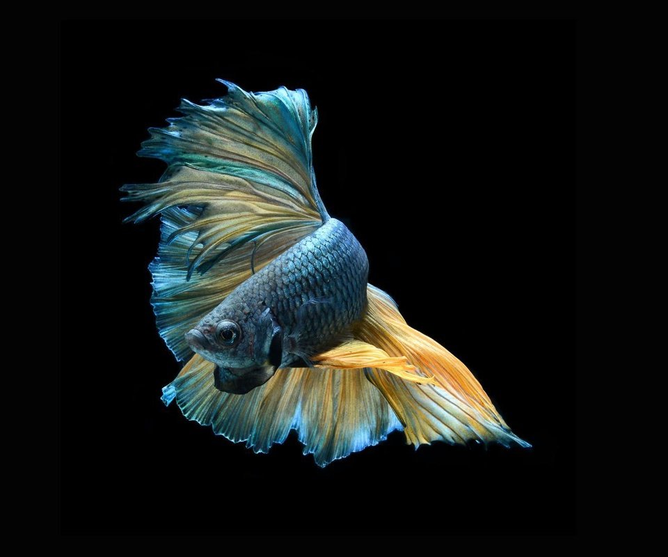 Обои фон, рыба, красива, мрачный, colorful fish, striking, background, fish, beautiful, dark разрешение 1920x1080 Загрузить