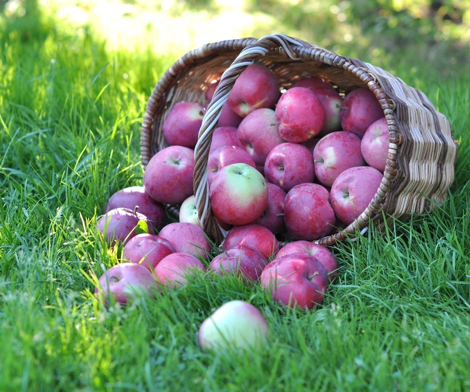 Обои трава, фрукты, яблоки, корзина, grass, fruit, apples, basket разрешение 3000x1918 Загрузить