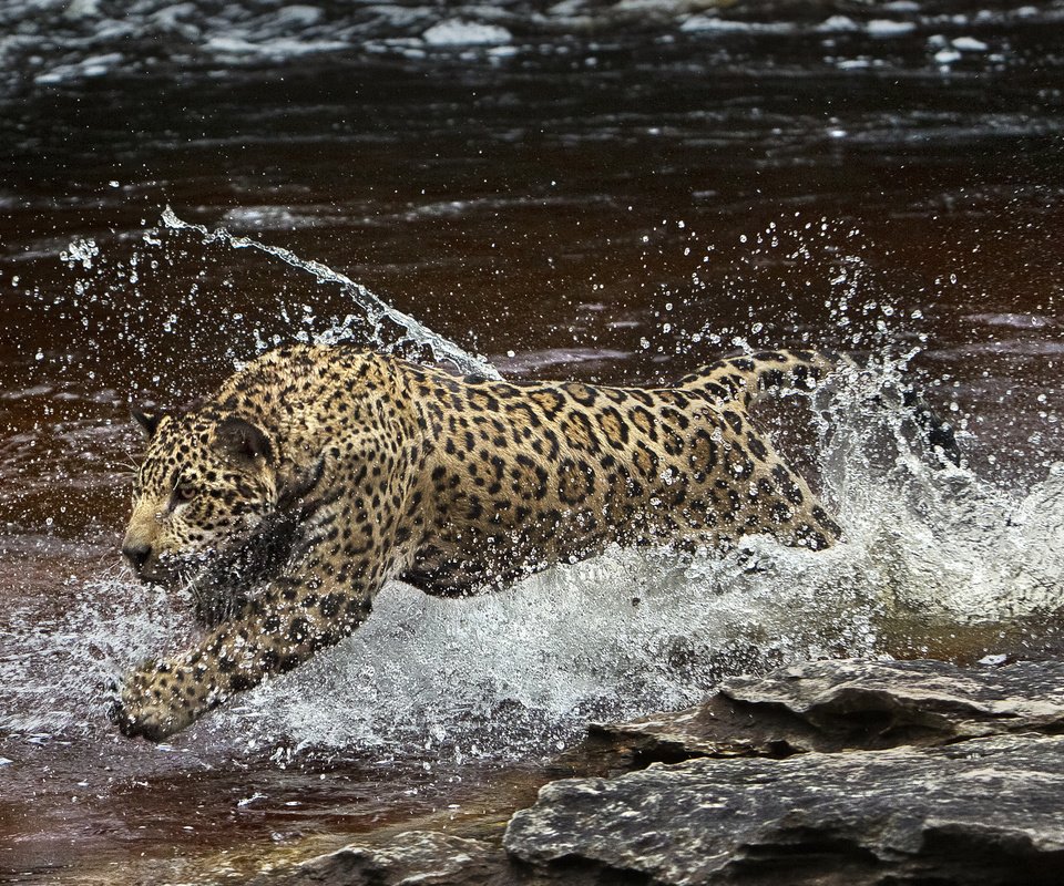 Обои вода, брызги, хищник, ягуар, амазония, (фильм), water, squirt, predator, jaguar, amazon, (film) разрешение 2048x1292 Загрузить