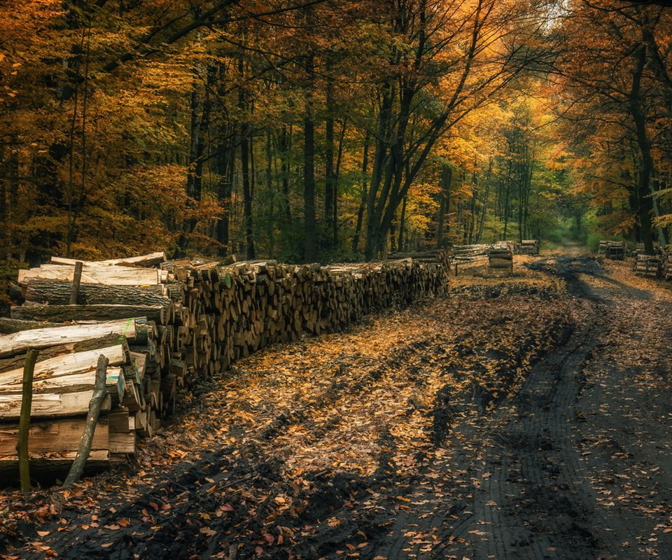 Обои дорога, деревья, природа, лес, осень, дрова, road, trees, nature, forest, autumn, wood разрешение 1920x1223 Загрузить