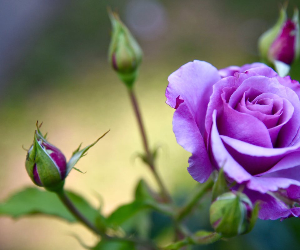 Обои бутоны, роза, лепестки, лиловая, buds, rose, petals, purple разрешение 2048x1242 Загрузить