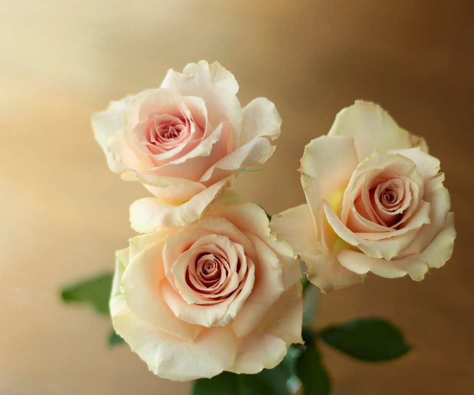 Обои бутоны, розы, трио, buds, roses, trio разрешение 2048x1365 Загрузить