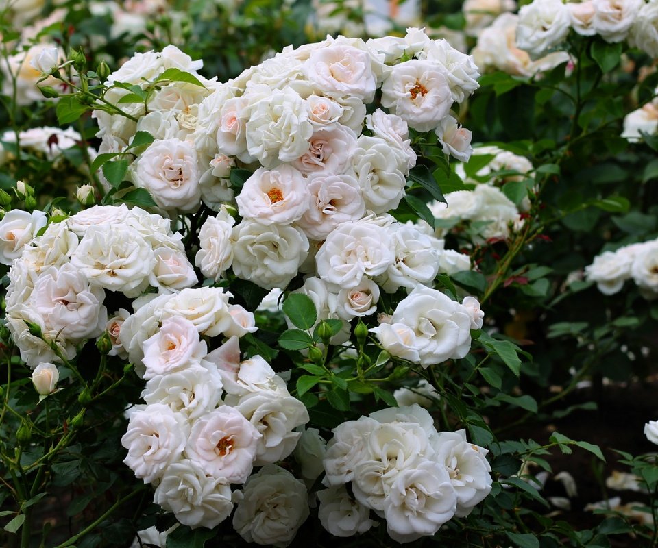 Обои цветы, розы, куст, белые, flowers, roses, bush, white разрешение 2400x1555 Загрузить