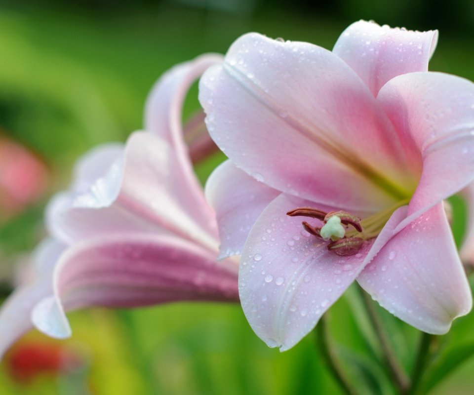 Обои цветы, макро, капли, розовые, нежность, лилии, flowers, macro, drops, pink, tenderness, lily разрешение 3000x1993 Загрузить