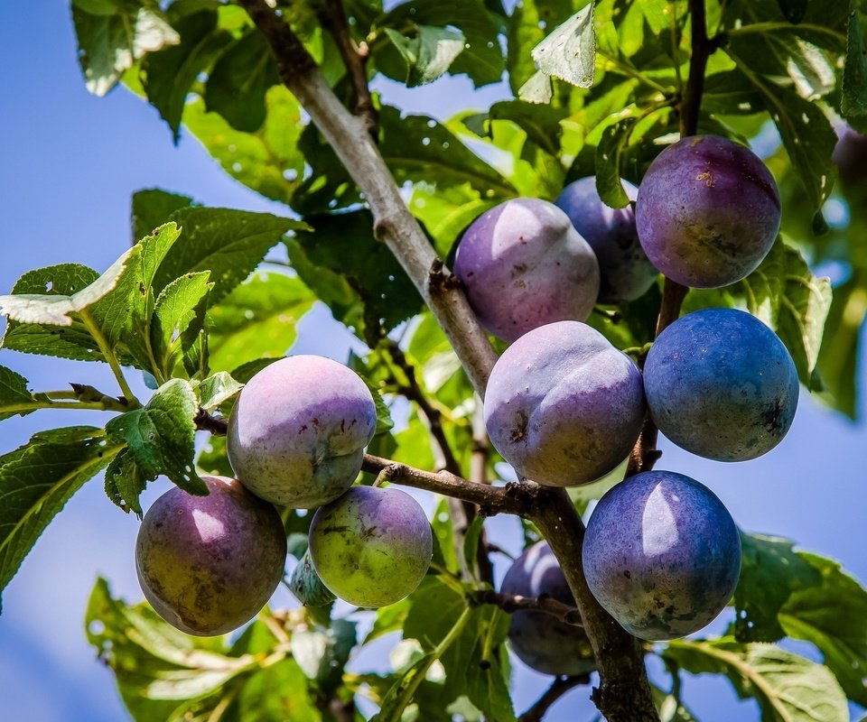 Обои небо, листья, плоды, сливы, the sky, leaves, fruit, plum разрешение 2048x1344 Загрузить