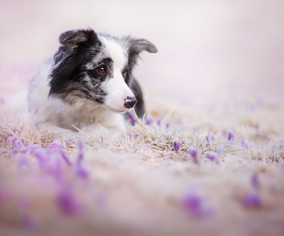 Обои цветы, взгляд, собака, друг, бордер-колли, flowers, look, dog, each, the border collie разрешение 2000x1333 Загрузить