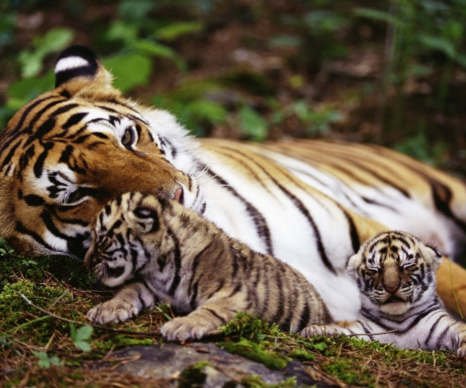 Обои тигр, природа, животные, на природе, животно е, тигры, tiger, nature, animals, tigers разрешение 1920x1200 Загрузить