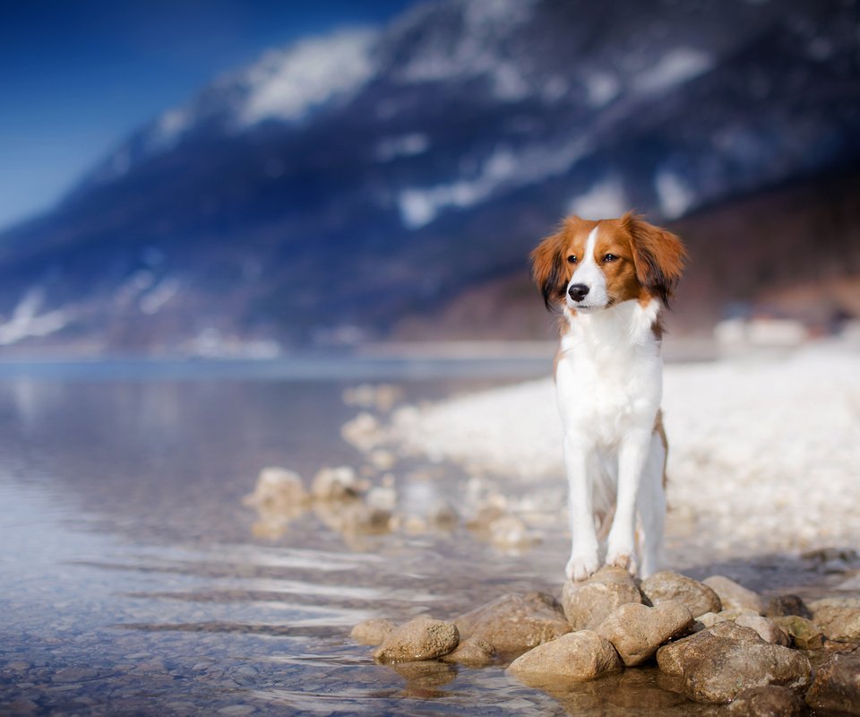 Обои озеро, горы, взгляд, собака, друг, lake, mountains, look, dog, each разрешение 2048x1365 Загрузить