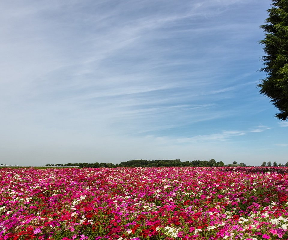 Обои цветы, пейзаж, поле, flowers, landscape, field разрешение 1920x1080 Загрузить