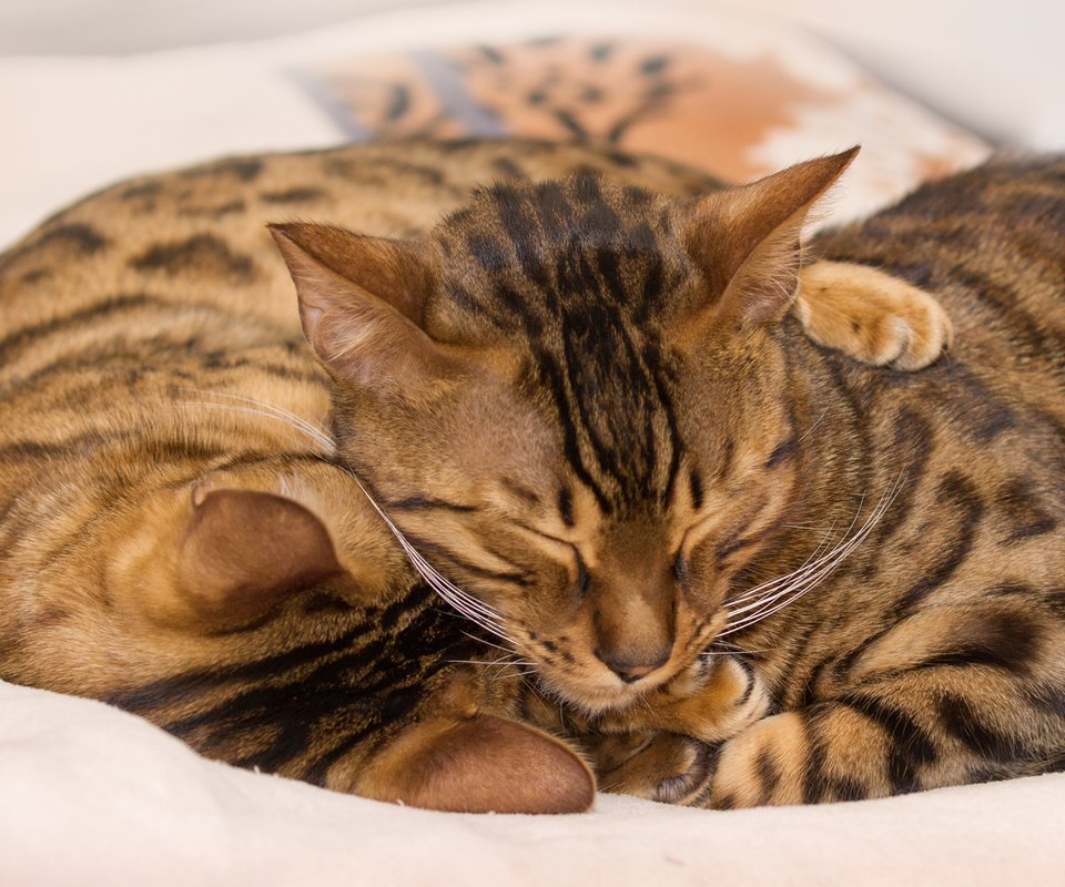 Обои кошки, спят, окрас, бенгальские коты, обнимаются, бенгальская кошка, греюся, cats, sleep, color, bengal cats, hug, bengal cat, grease разрешение 1920x1280 Загрузить