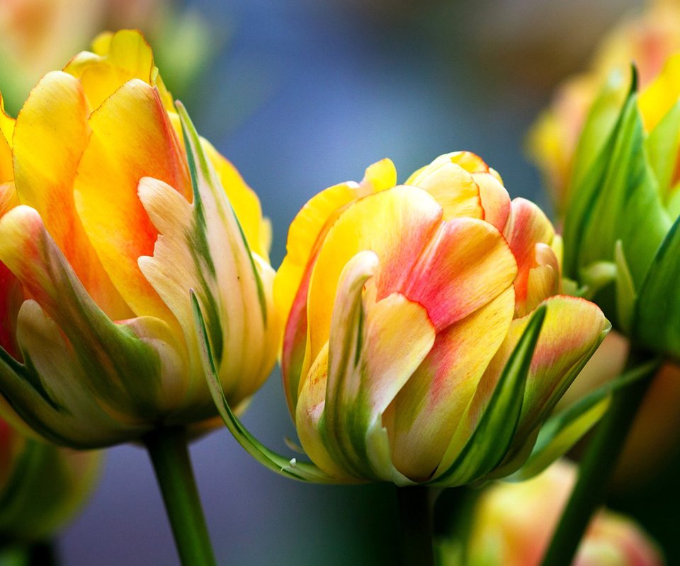 Обои цветы, макро, тюльпаны, яркие, желтые цветы, flowers, macro, tulips, bright, yellow flowers разрешение 1920x1080 Загрузить
