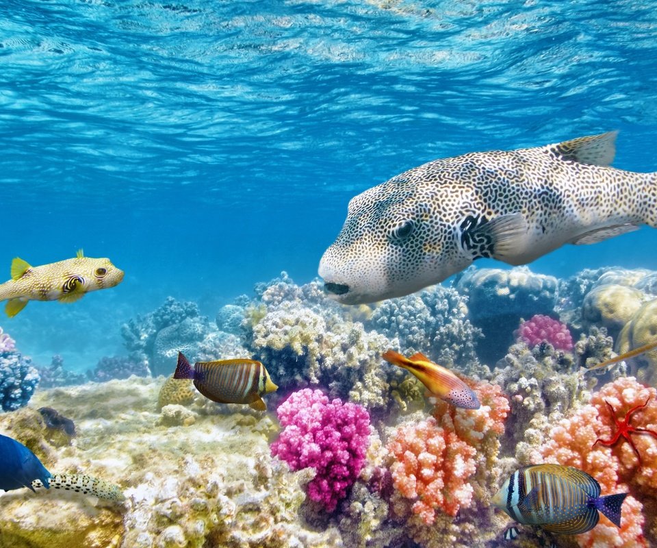 Обои море, рыбы, океан, кораллы, риф, подводный мир, sea, fish, the ocean, corals, reef, underwater world разрешение 2560x1600 Загрузить