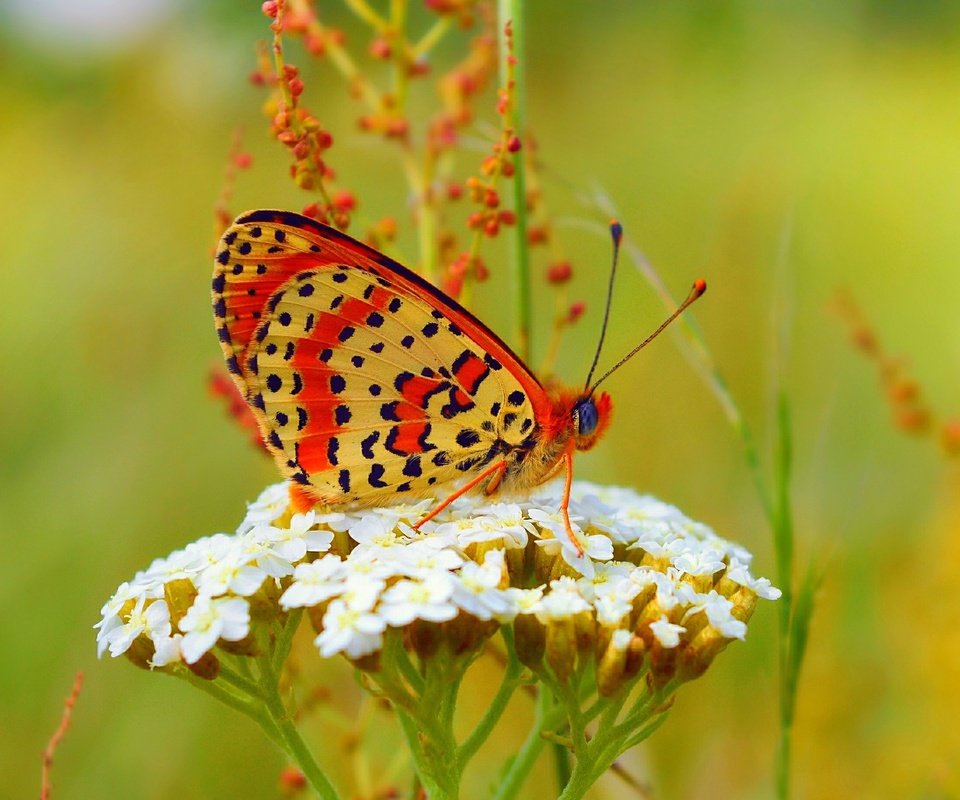 Обои бабочка, цветочки, боке,  цветы, butterfly, flowers, bokeh разрешение 3000x1841 Загрузить