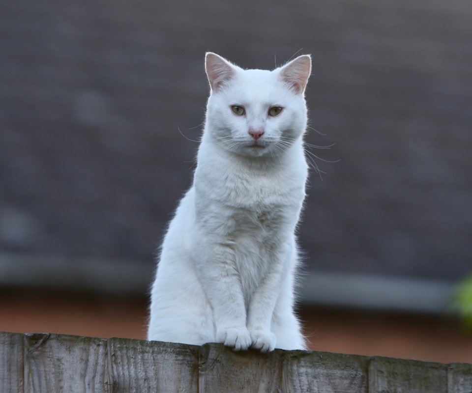 Обои кот, мордочка, взгляд, забор, белый, cat, muzzle, look, the fence, white разрешение 3549x2369 Загрузить