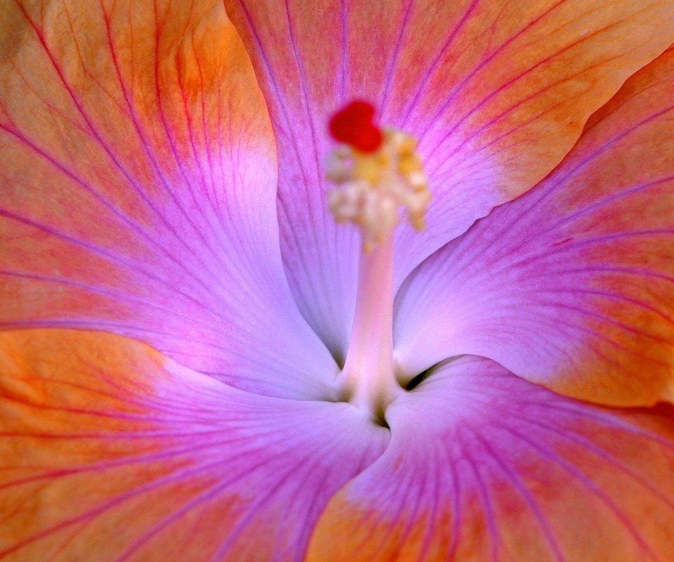 Обои природа, цветок, лепестки, гибискус, nature, flower, petals, hibiscus разрешение 2048x1360 Загрузить