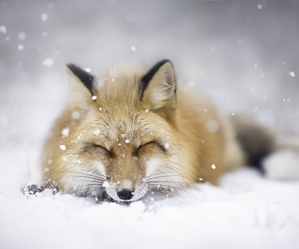 Обои снег, зима, животные, сон, лиса, лисица, snow, winter, animals, sleep, fox разрешение 2048x1365 Загрузить