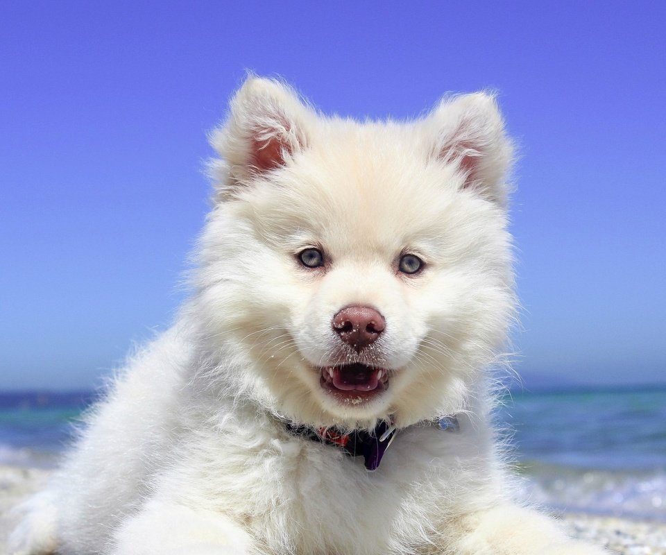 Обои природа, пейзаж, море, пляж, собака, щенок, самоед, nature, landscape, sea, beach, dog, puppy, samoyed разрешение 3840x2160 Загрузить