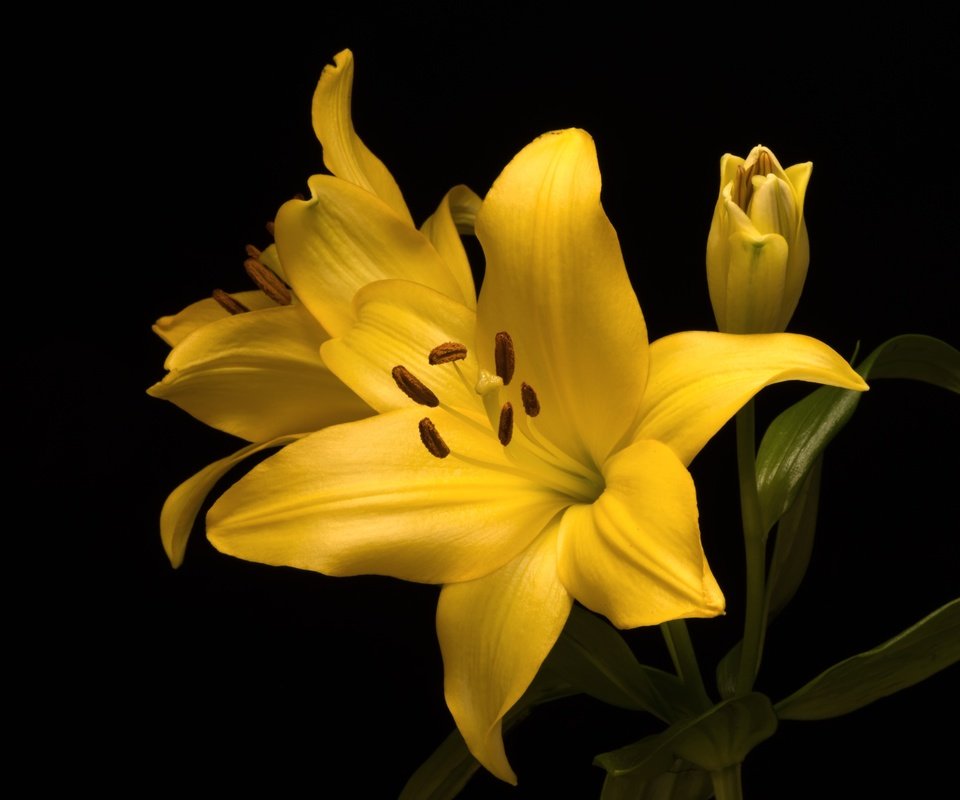 Обои желтый, макро, фон, цветок, лилия, yellow, macro, background, flower, lily разрешение 3600x2403 Загрузить