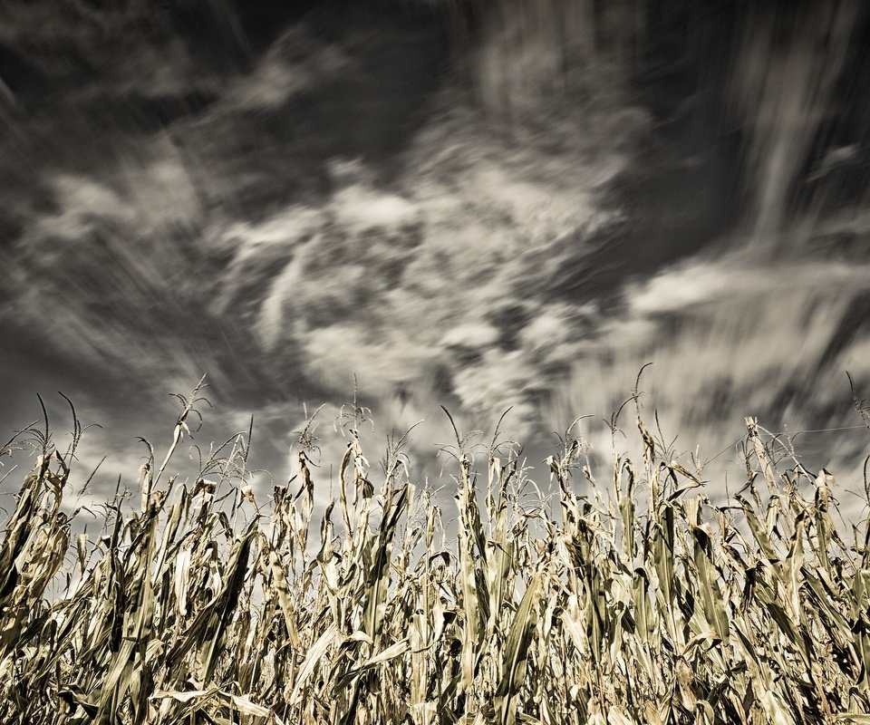 Обои небо, облака, природа, поле, кукуруза, the sky, clouds, nature, field, corn разрешение 2048x1367 Загрузить