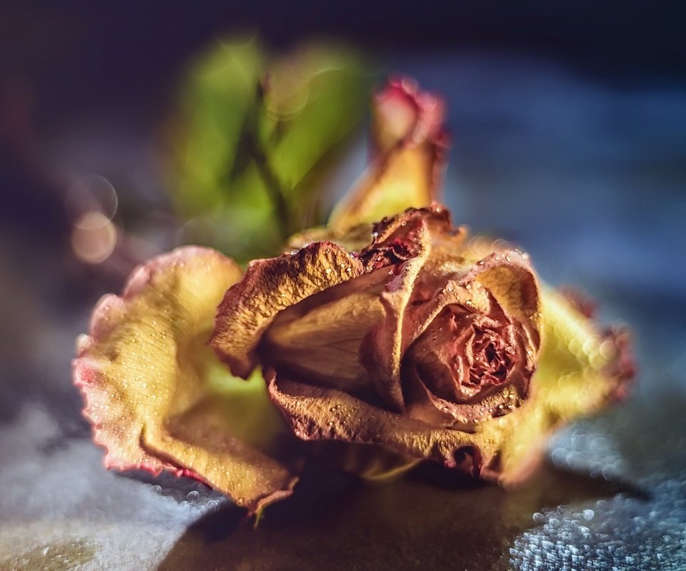 Обои макро, фон, цветок, роза, macro, background, flower, rose разрешение 1920x1282 Загрузить
