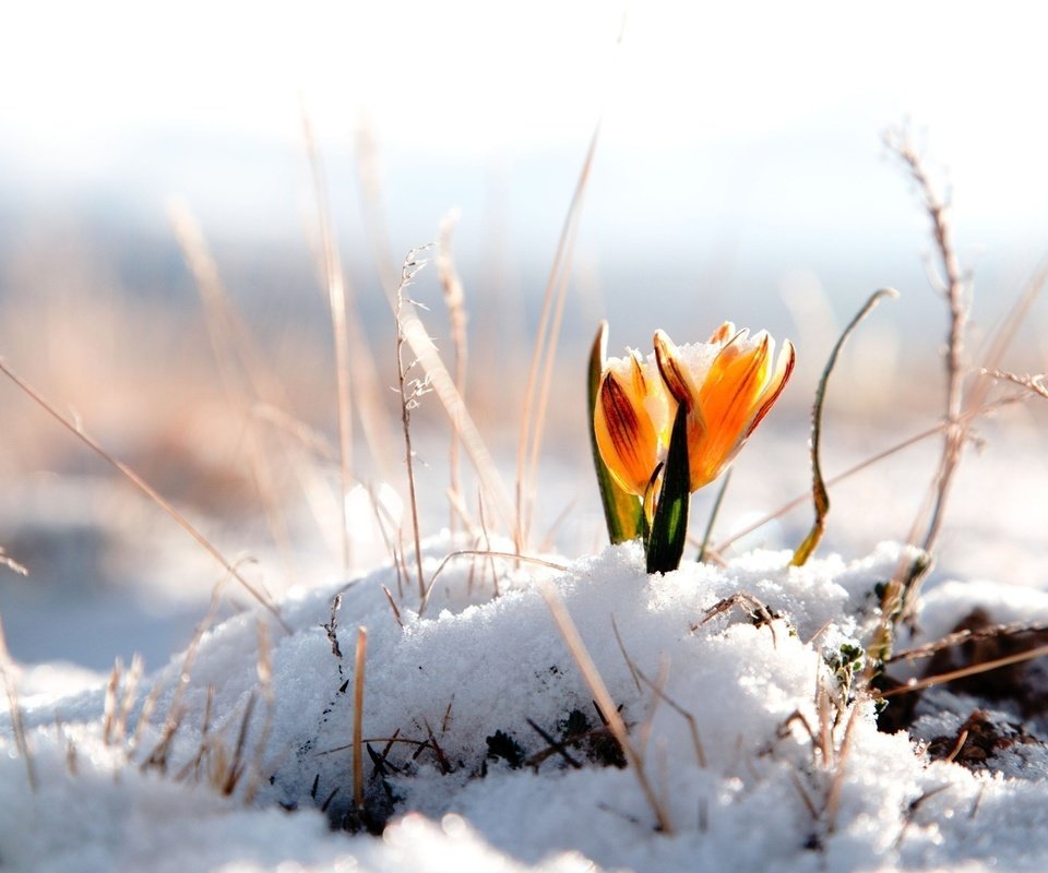 Обои цветы, снег, природа, желтый, цветок, весна, крокусы, крокус, flowers, snow, nature, yellow, flower, spring, crocuses, krokus разрешение 1920x1200 Загрузить