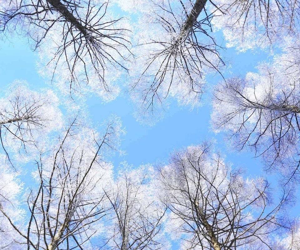 Обои небо, деревья, япония, нагано, the sky, trees, japan, nagano разрешение 1920x1080 Загрузить