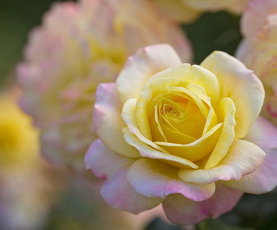 Обои цветы, роза, лепестки, бутон, боке, flowers, rose, petals, bud, bokeh разрешение 1920x1279 Загрузить