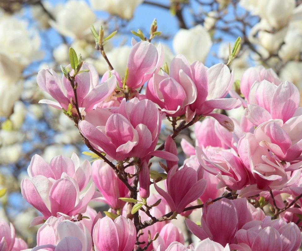 Обои цветы, природа, весна, розовые, белые, магнолия, flowers, nature, spring, pink, white, magnolia разрешение 1920x1280 Загрузить