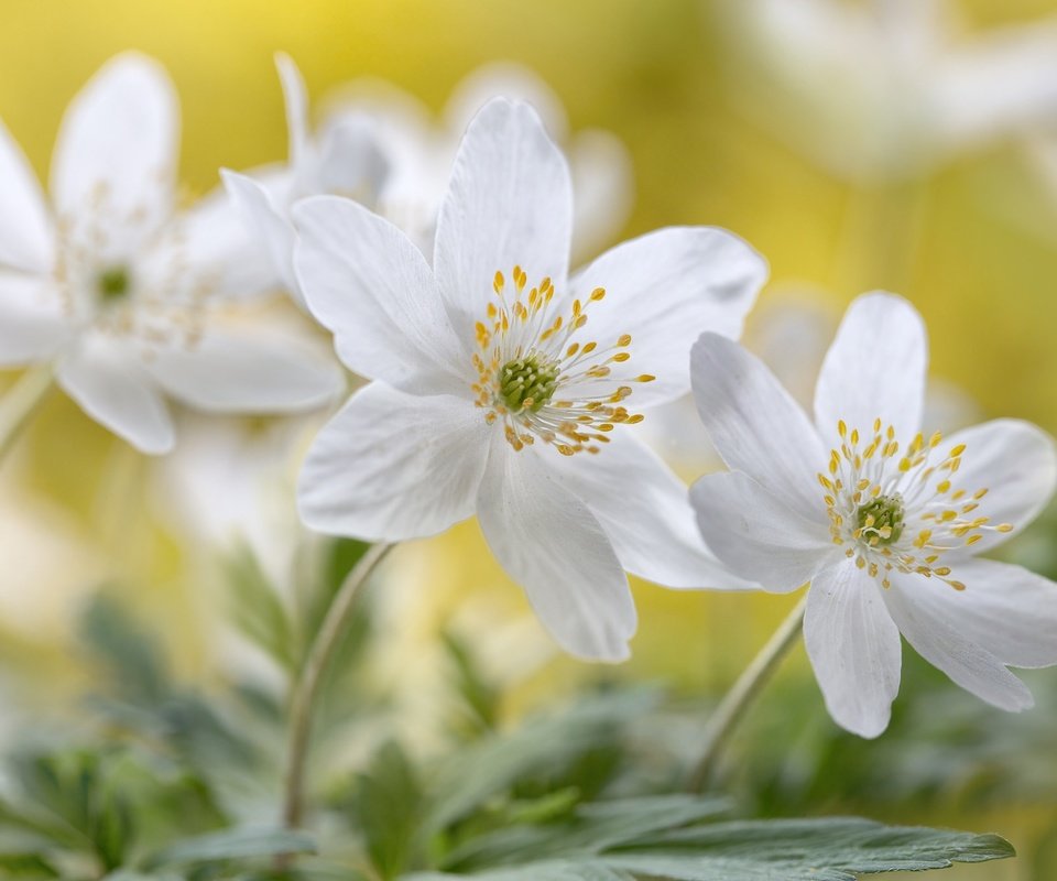 Обои цветы, макро, белые, анемоны, flowers, macro, white, anemones разрешение 2048x1365 Загрузить