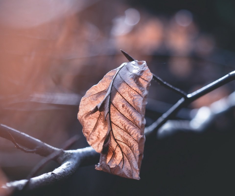 Обои ветка, природа, фон, осень, лист, размытость, сухие листья, branch, nature, background, autumn, sheet, blur, dry leaves разрешение 4872x3056 Загрузить