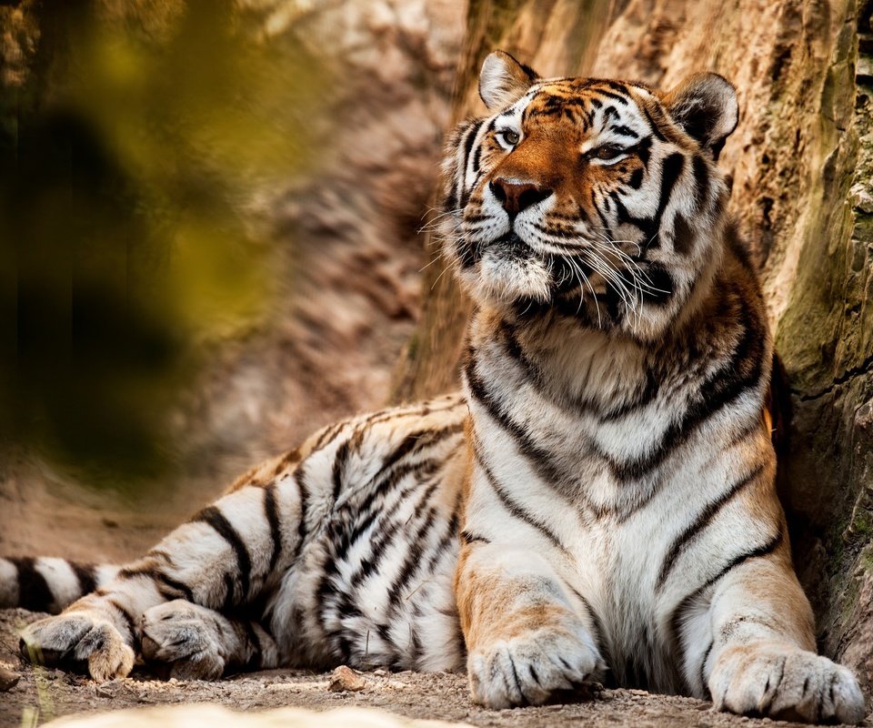 Обои тигр, хищник, большая кошка, животное, tiger, predator, big cat, animal разрешение 2048x1365 Загрузить