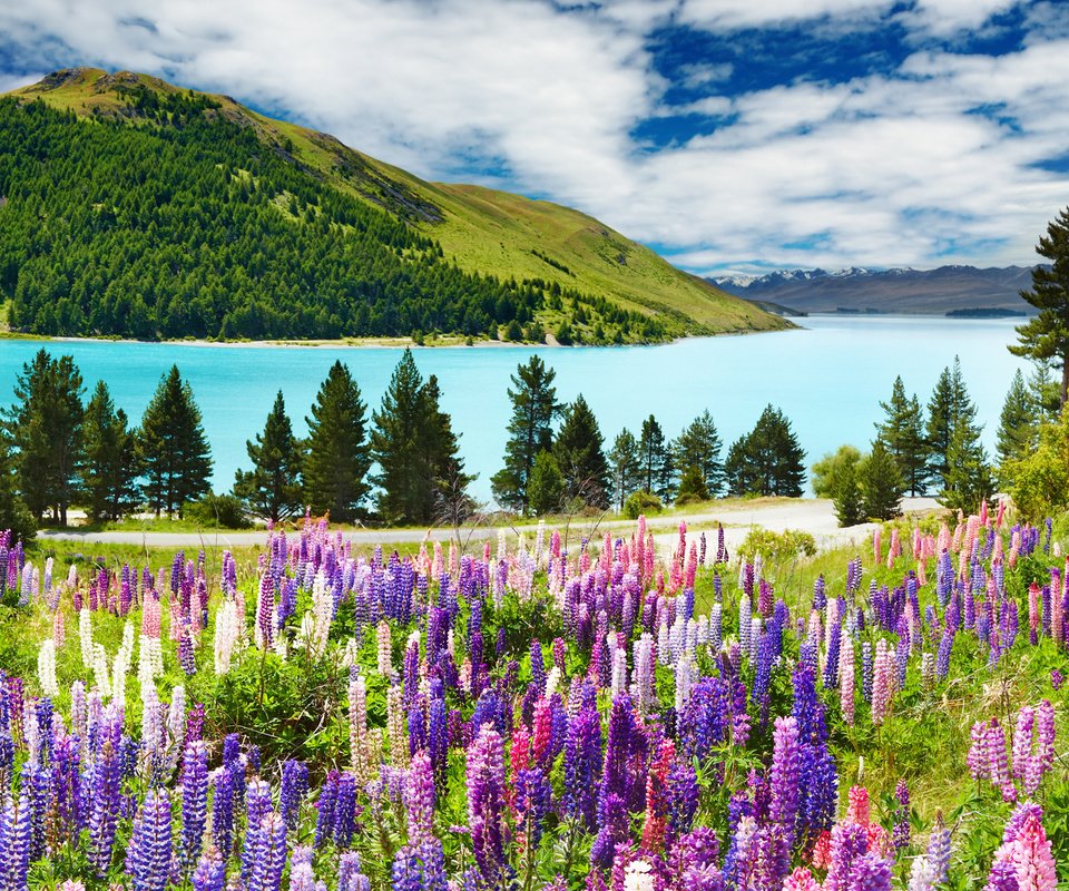 Обои небо, цветы, облака, река, горы, лес, люпины, the sky, flowers, clouds, river, mountains, forest, lupins разрешение 1920x1200 Загрузить