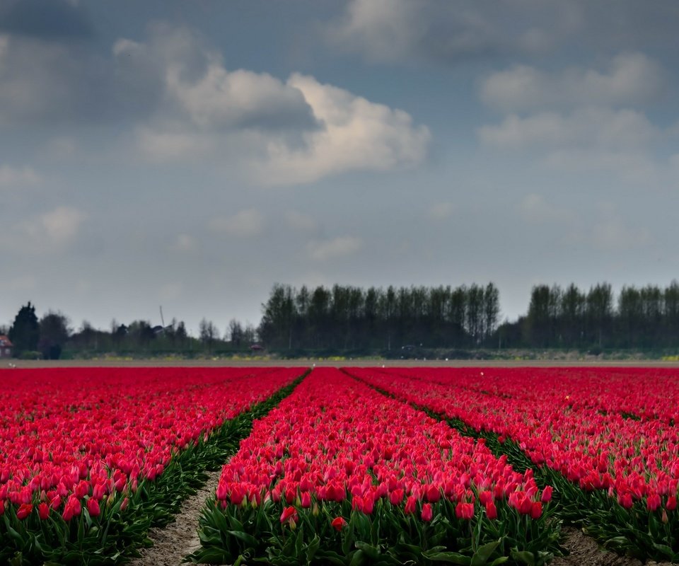 Обои небо, цветы, деревья, поле, горизонт, тюльпаны, the sky, flowers, trees, field, horizon, tulips разрешение 2667x1440 Загрузить