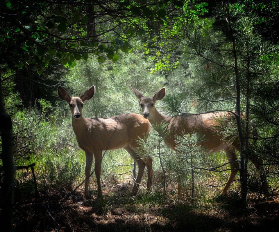 Обои деревья, природа, лес, животные, олени, trees, nature, forest, animals, deer разрешение 4560x3648 Загрузить