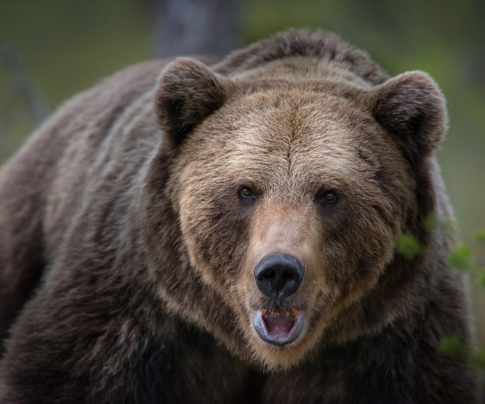 Обои морда, взгляд, медведь, животное, финляндия, face, look, bear, animal, finland разрешение 1920x1281 Загрузить