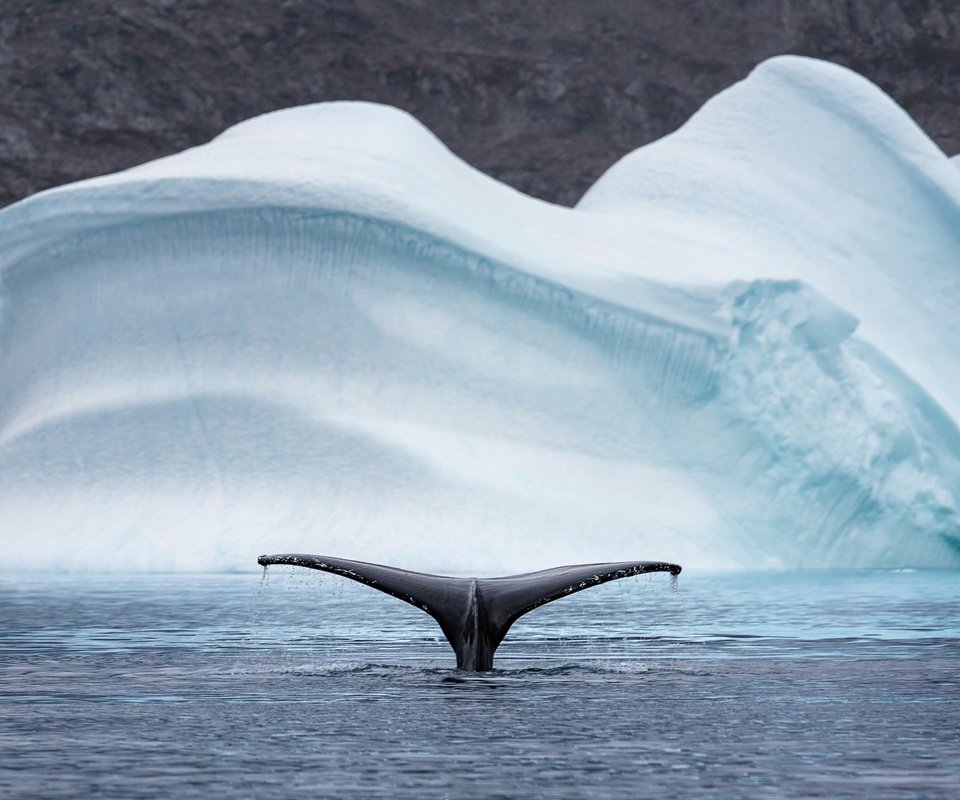 Обои природа, море, животные, лёд, айсберг, хвост, кит, арктика, nature, sea, animals, ice, iceberg, tail, kit, arctic разрешение 2048x1208 Загрузить
