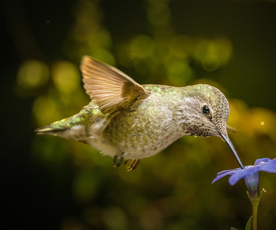 Обои полет, цветок, крылья, птица, клюв, нектар, колибри, flight, flower, wings, bird, beak, nectar, hummingbird разрешение 2048x1366 Загрузить