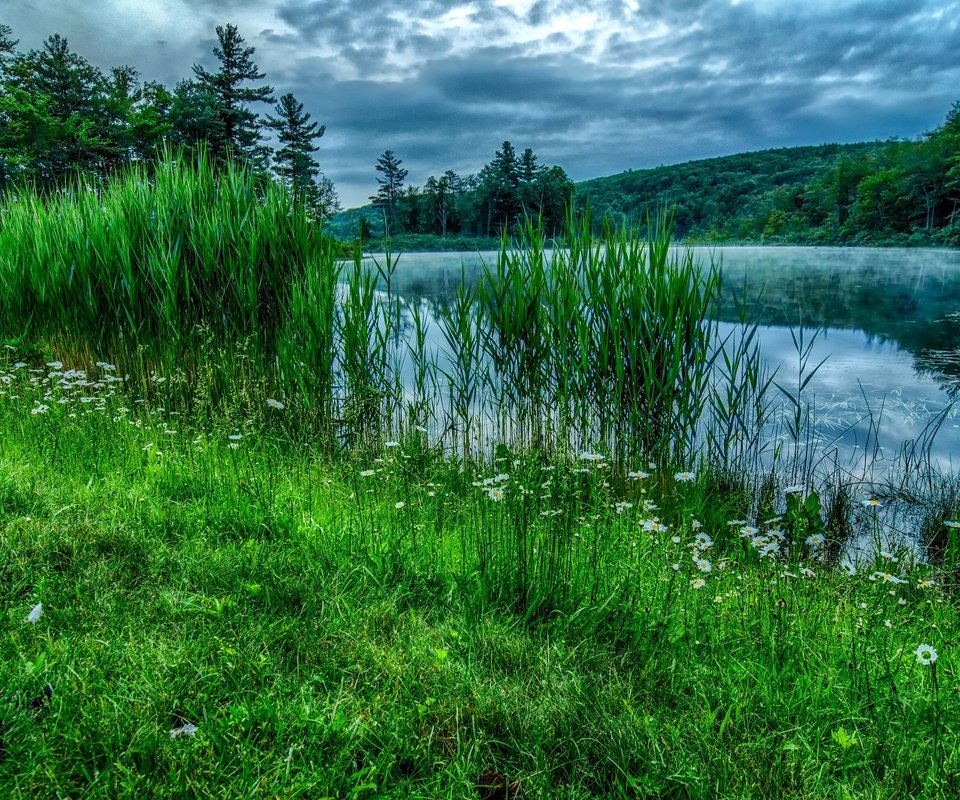 Обои небо, лето, цветы, трава, облака, деревья, река, природа, лес, the sky, summer, flowers, grass, clouds, trees, river, nature, forest разрешение 3021x2000 Загрузить