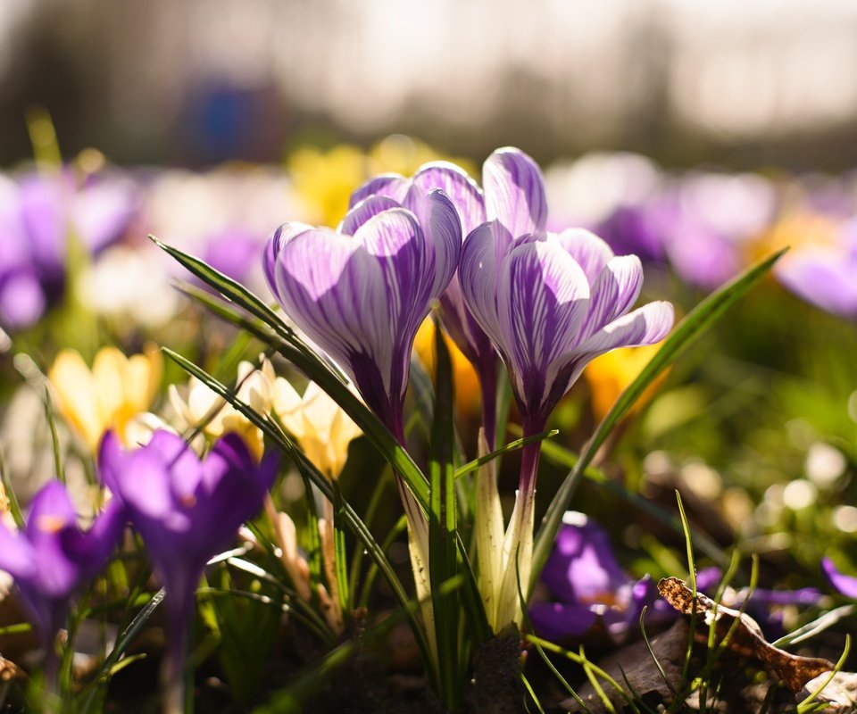 Обои цветы, весна, крокус, шафран, flowers, spring, krokus, saffron разрешение 6016x4016 Загрузить